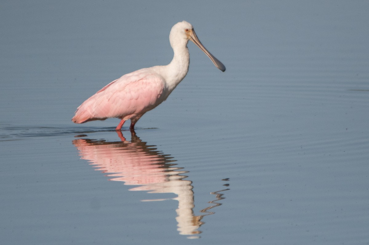 Roseate Spoonbill - ML614395549