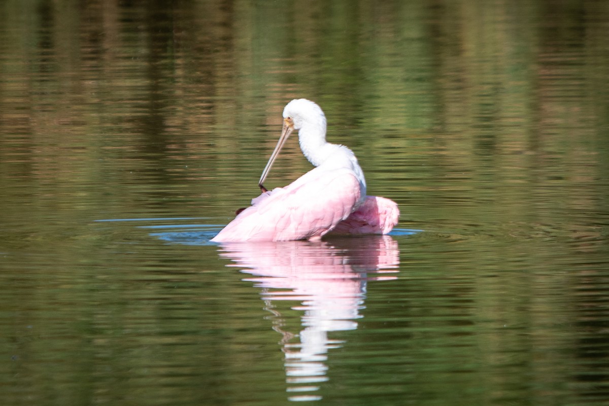 Roseate Spoonbill - ML614395550