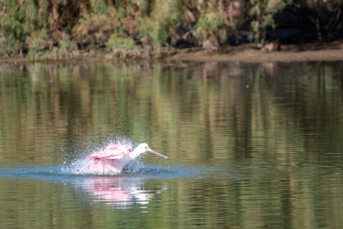 Roseate Spoonbill - ML614395552