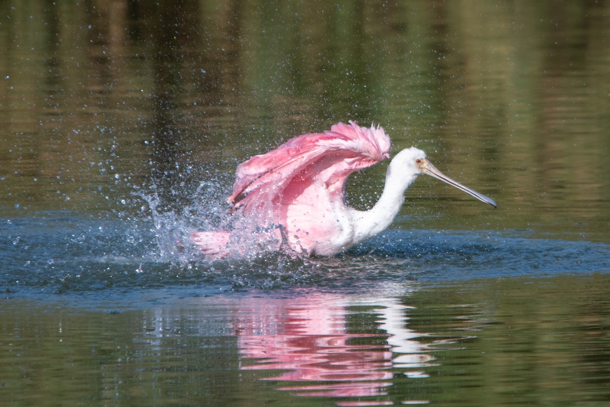 Roseate Spoonbill - ML614395553