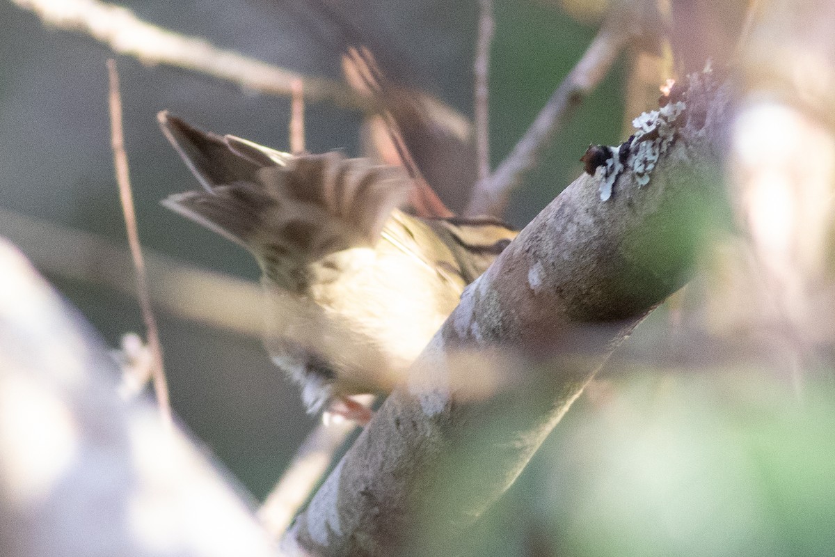 Worm-eating Warbler - ML614395573