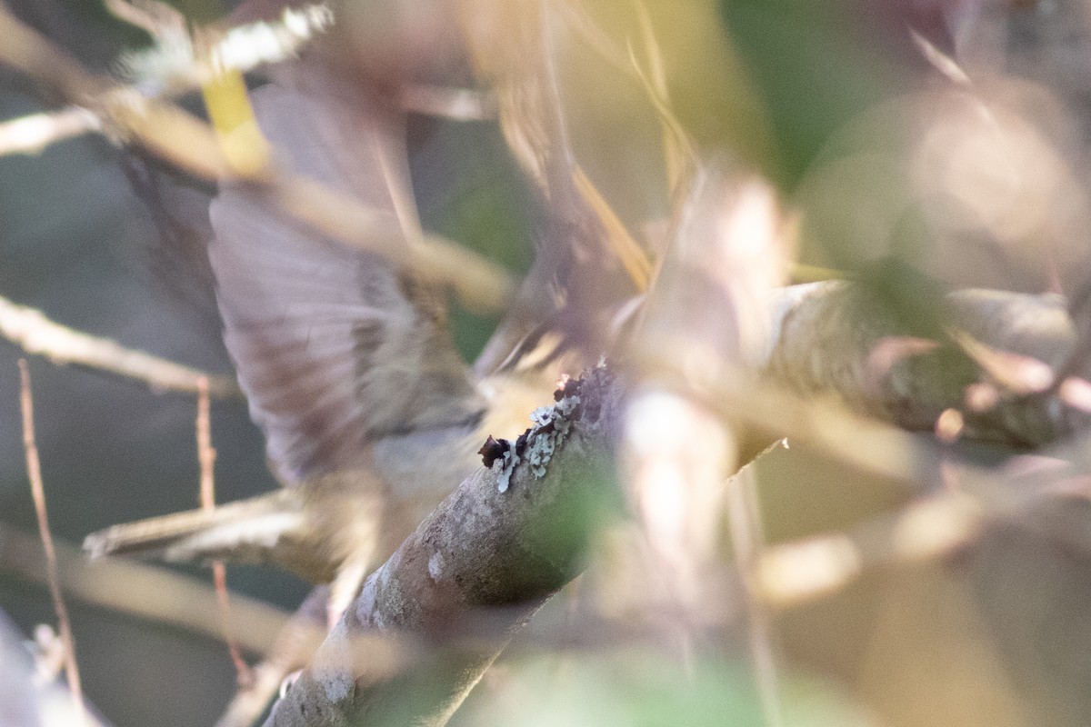 Worm-eating Warbler - ML614395574