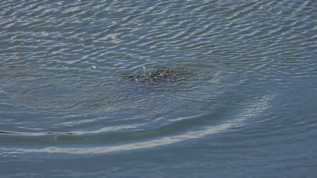 Common Loon - ML614395576