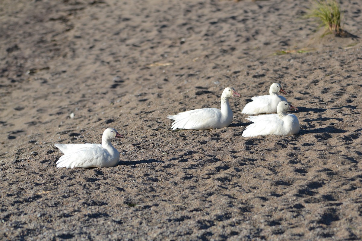 Snow Goose - ML614395632