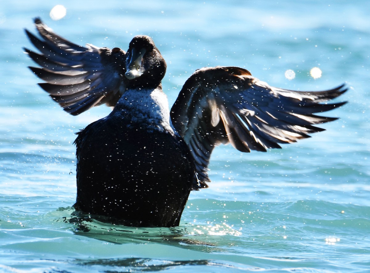 Common Eider - Lisa Tucci