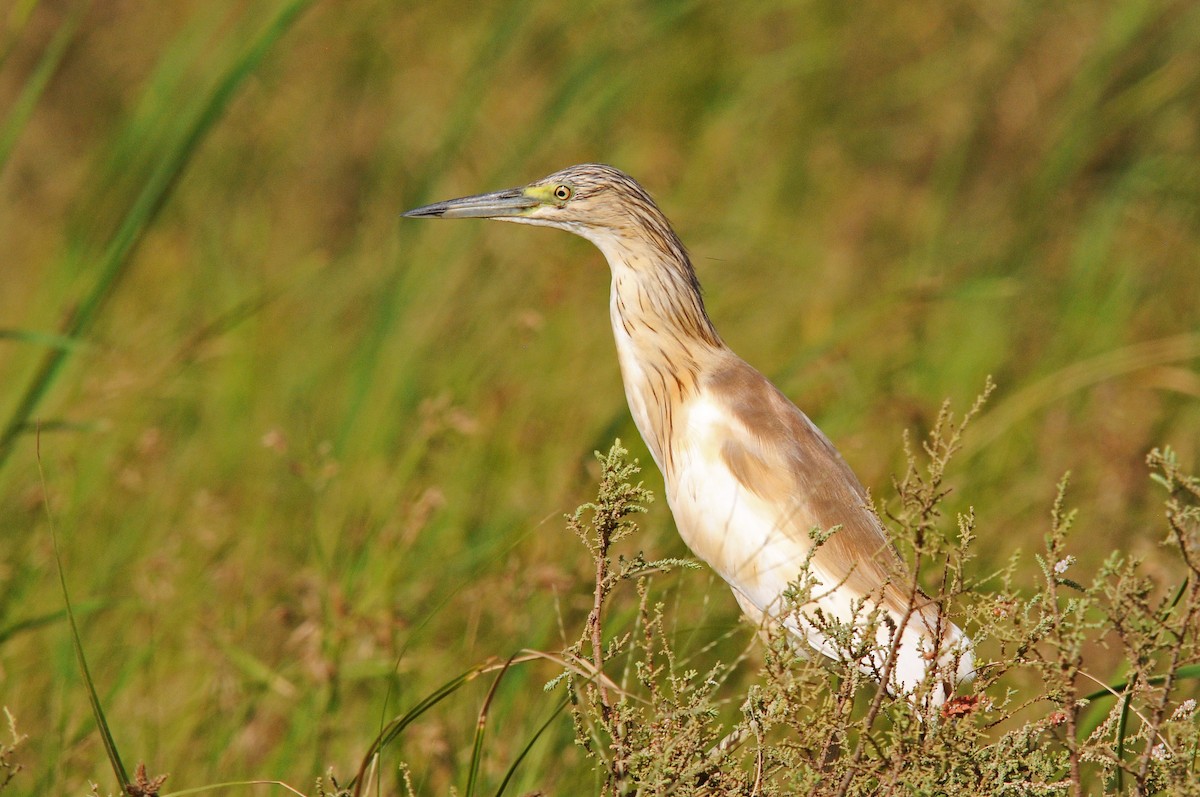 Squacco Heron - Augusto Faustino