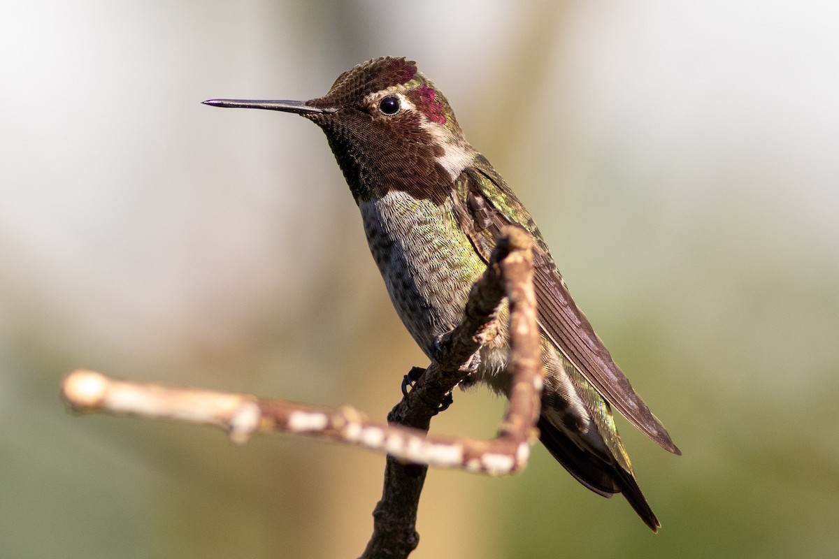 Anna's Hummingbird - ML614395729