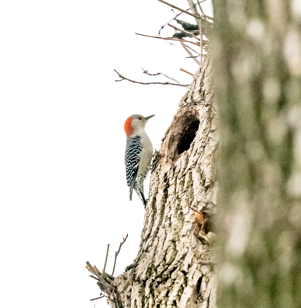 Red-bellied Woodpecker - ML614395738