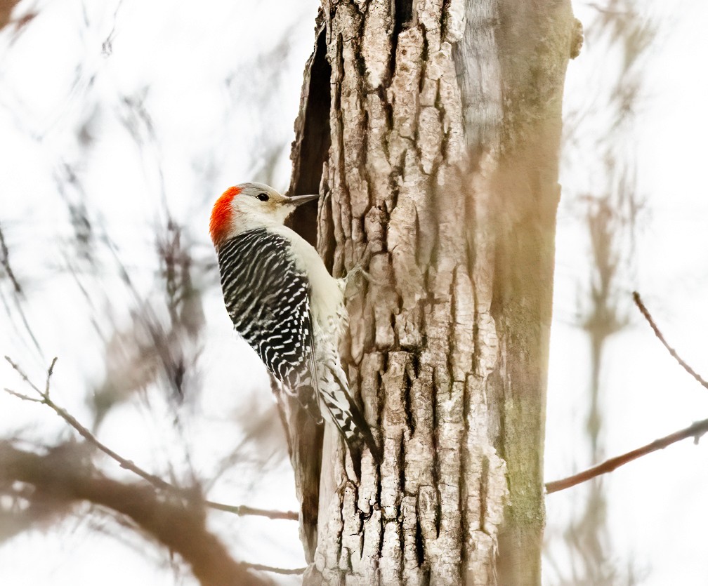 Red-bellied Woodpecker - ML614395739