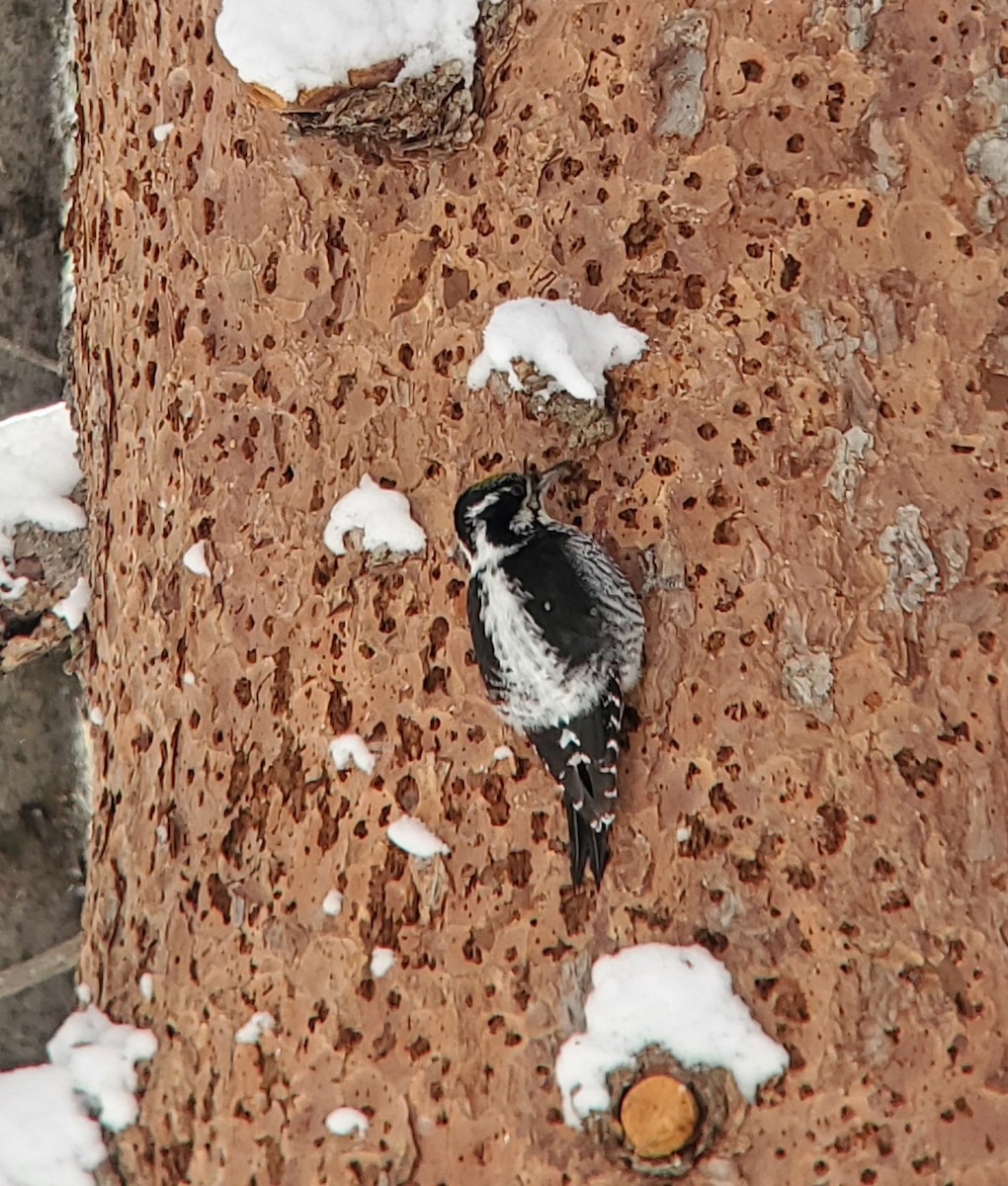 American Three-toed Woodpecker - ML614395795