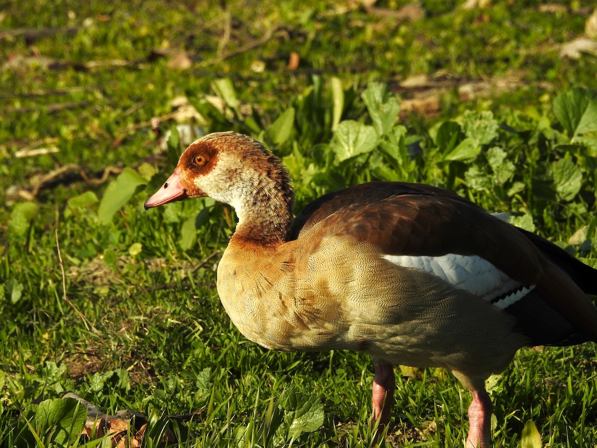 埃及雁 - ML614395827