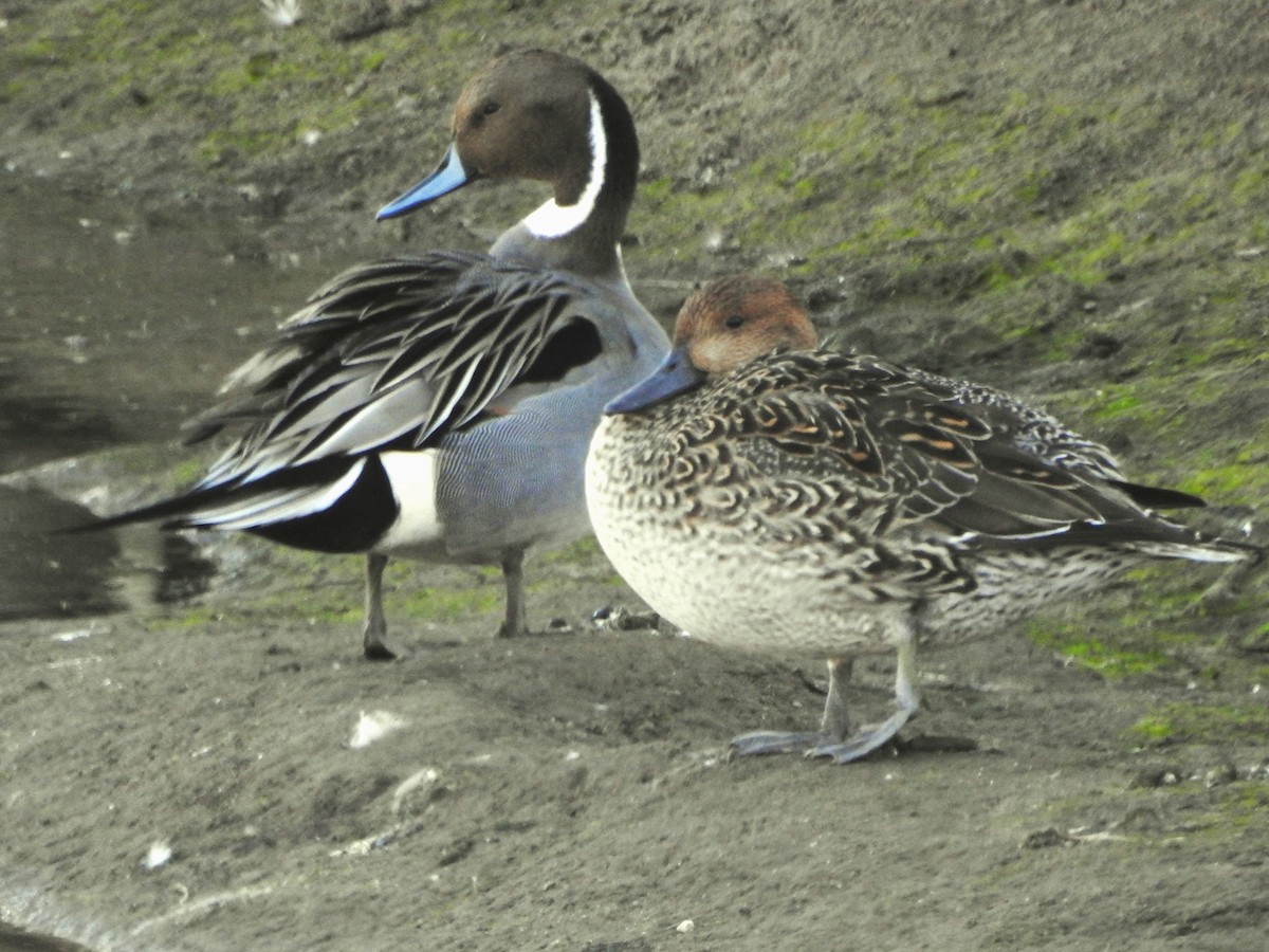 尖尾鴨 - ML614395840