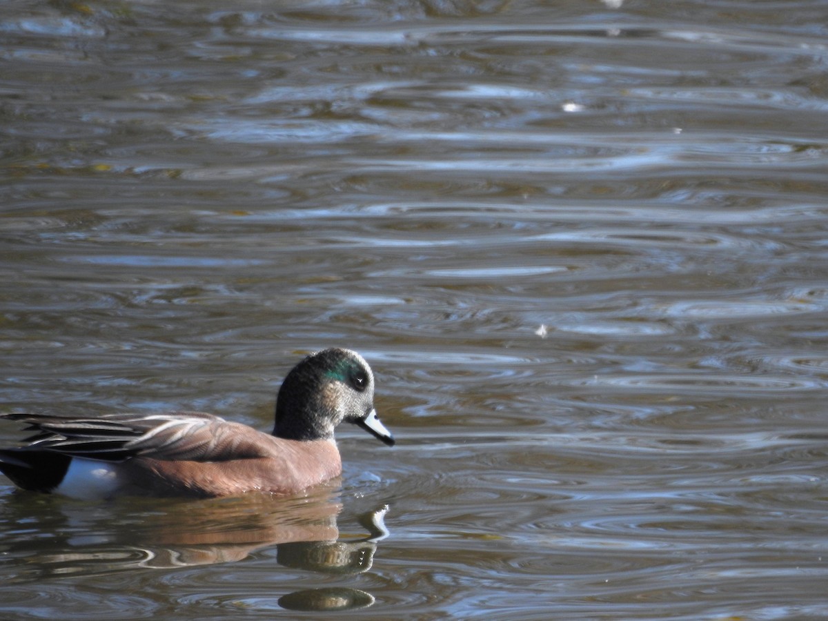葡萄胸鴨 - ML614395867