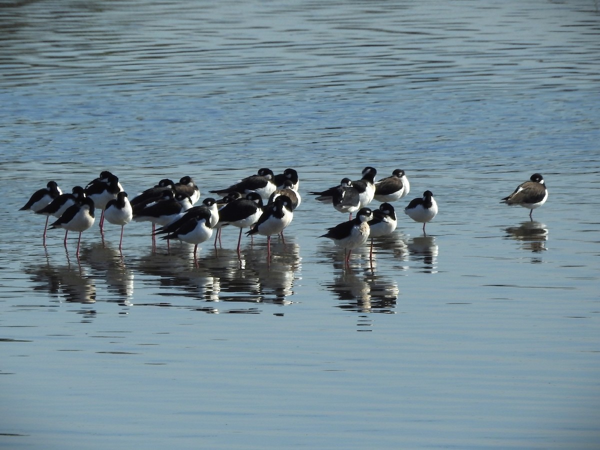 Black-necked Stilt - ML614395912