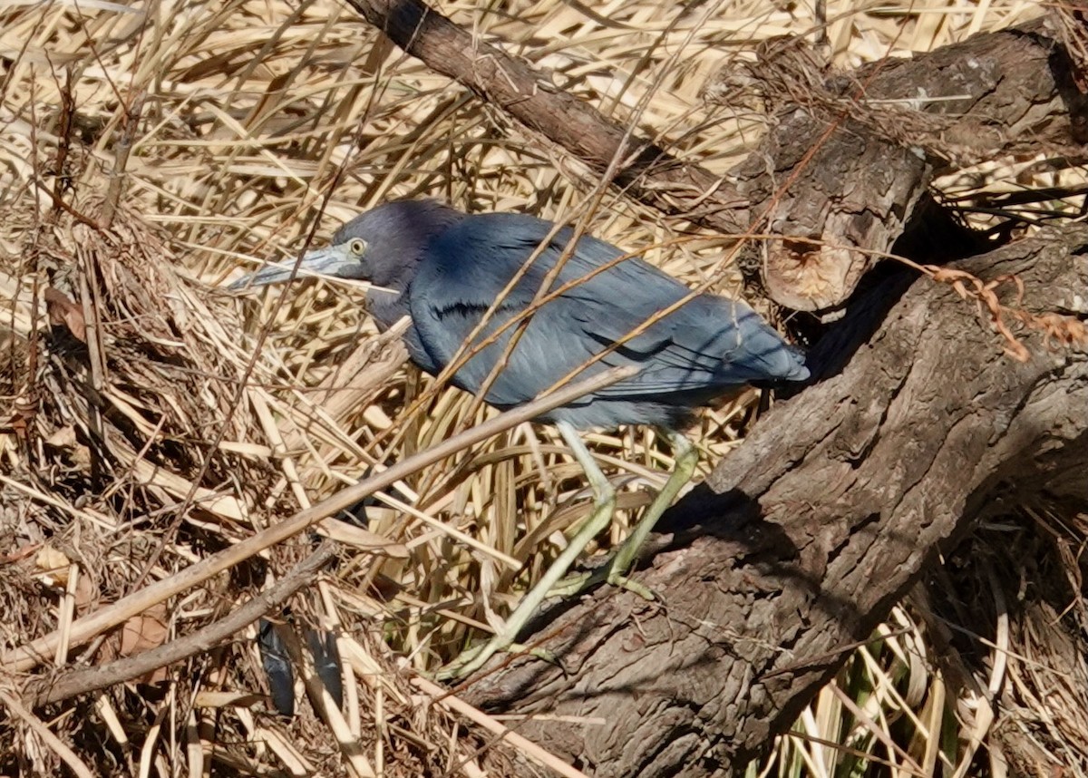 Little Blue Heron - ML614395928