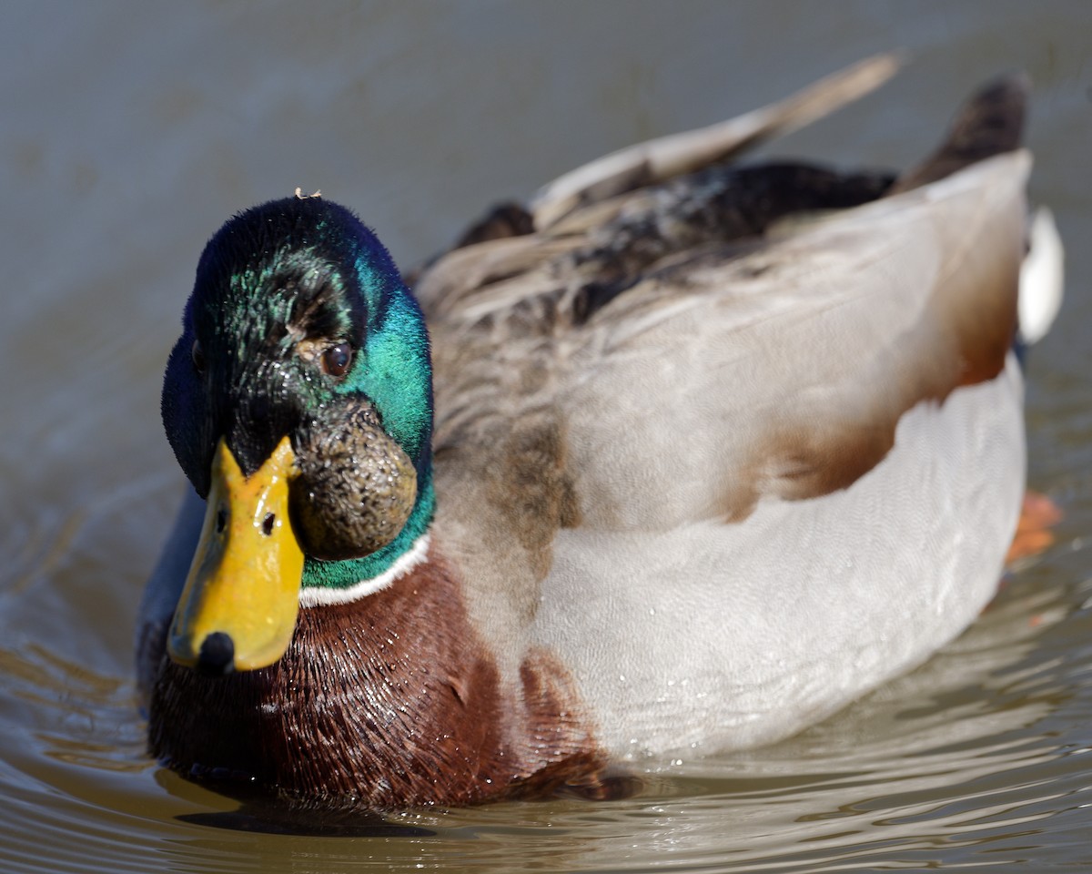 Mallard - Matt Plough