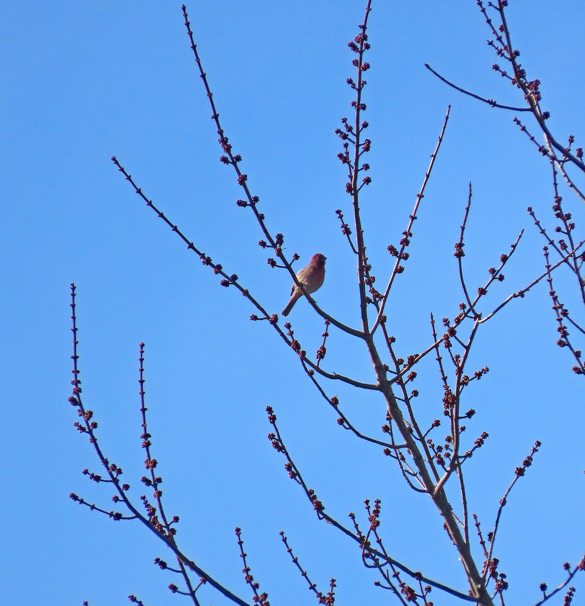 House Finch - ML614396023