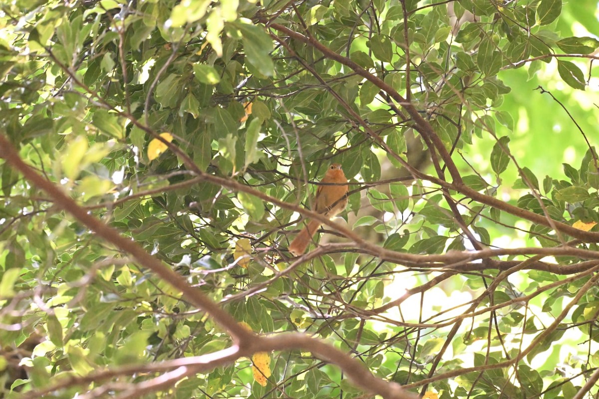 Buff-fronted Foliage-gleaner - JOSE PEREZ