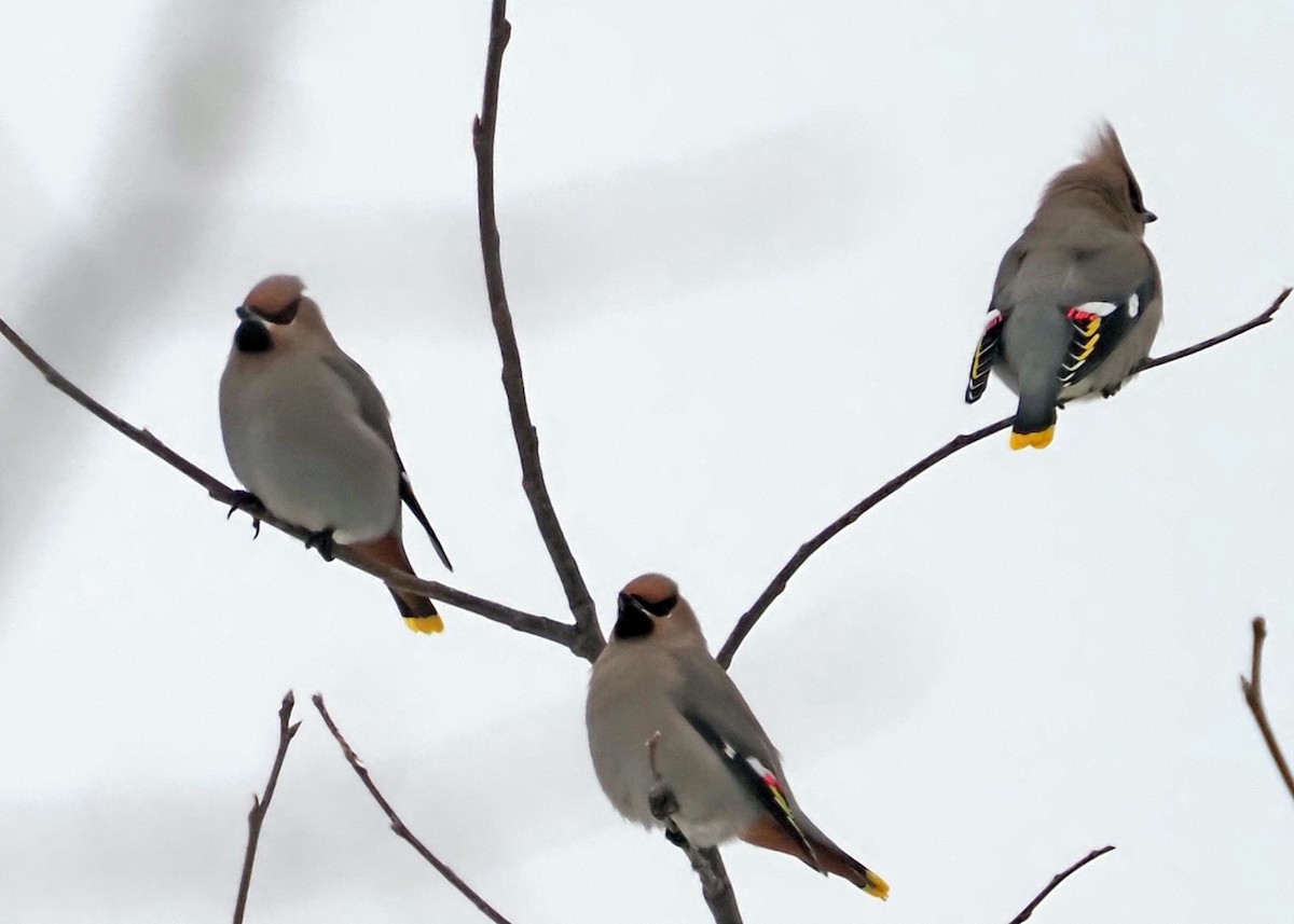 Bohemian Waxwing - ML614396042