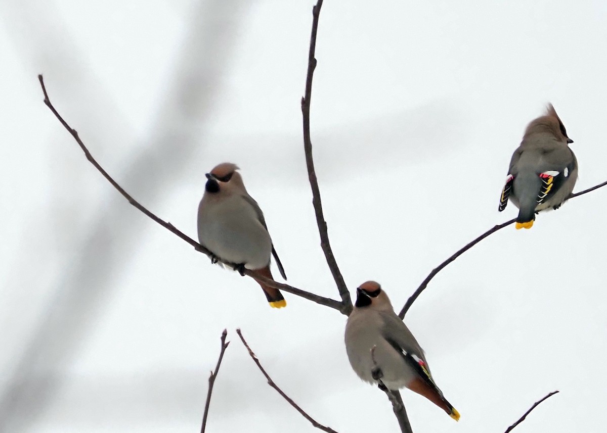 Bohemian Waxwing - ML614396043