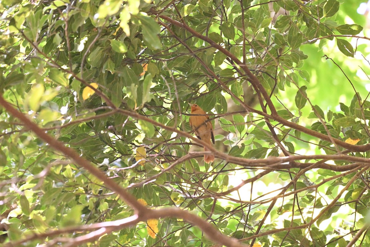 Buff-fronted Foliage-gleaner - ML614396052