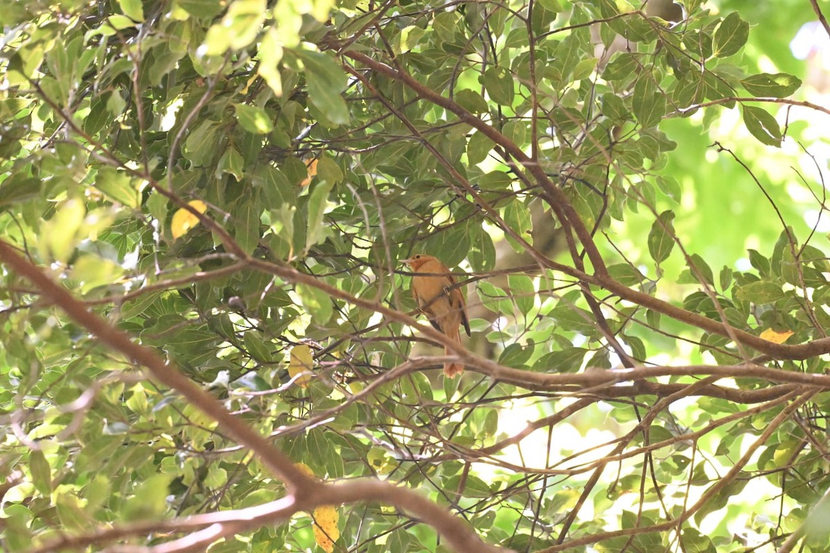 Buff-fronted Foliage-gleaner - ML614396060