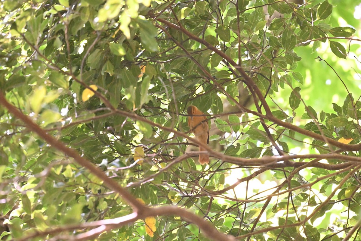 Buff-fronted Foliage-gleaner - JOSE PEREZ