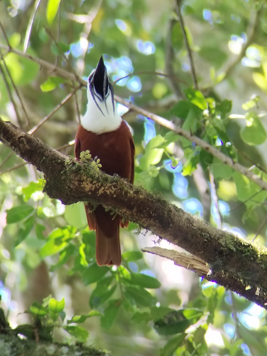 Three-wattled Bellbird - JOSE PEREZ