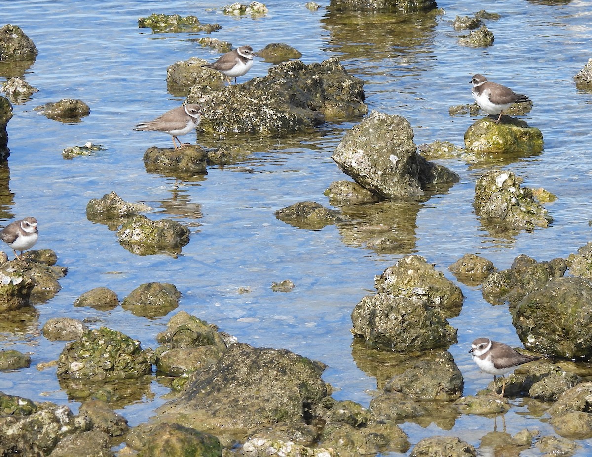 Semipalmated Plover - ML614396106