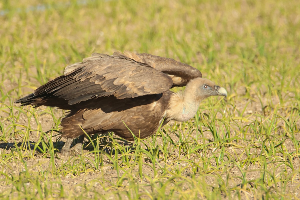 Eurasian Griffon - Alejandro Sanz