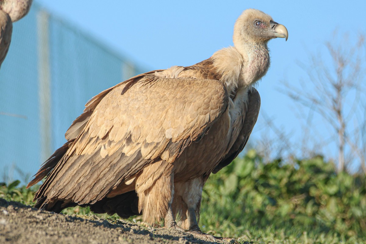 Eurasian Griffon - ML614396136