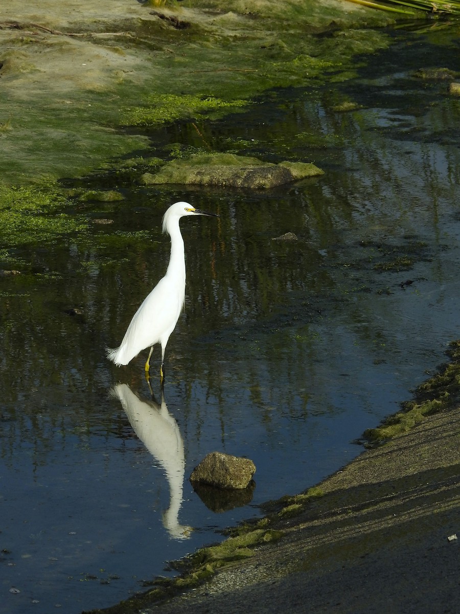 Snowy Egret - ML614396171