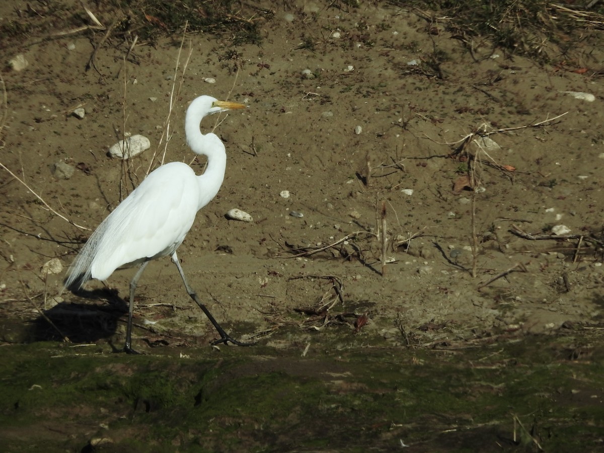 大白鷺 - ML614396175