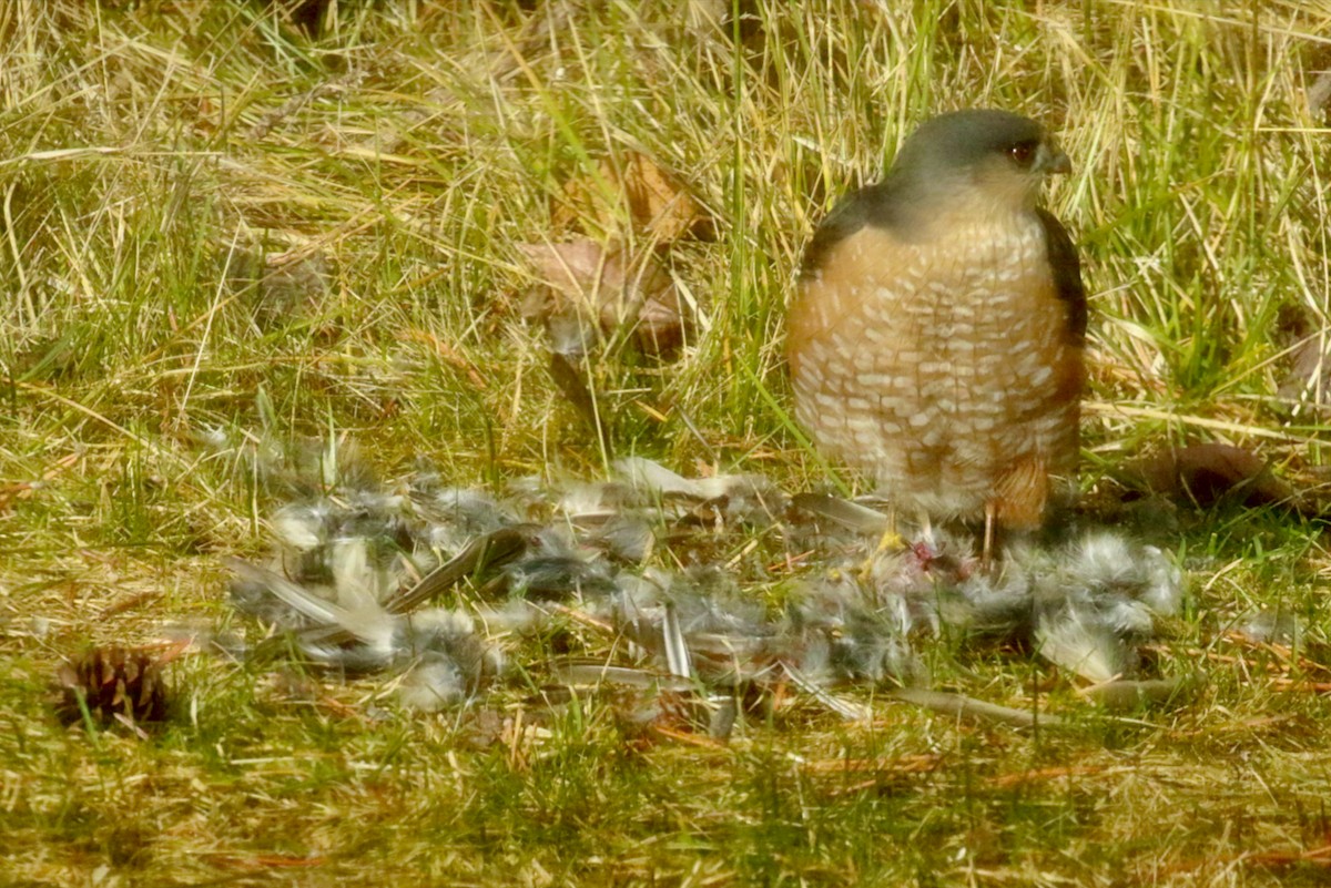 Sharp-shinned Hawk - Brian White