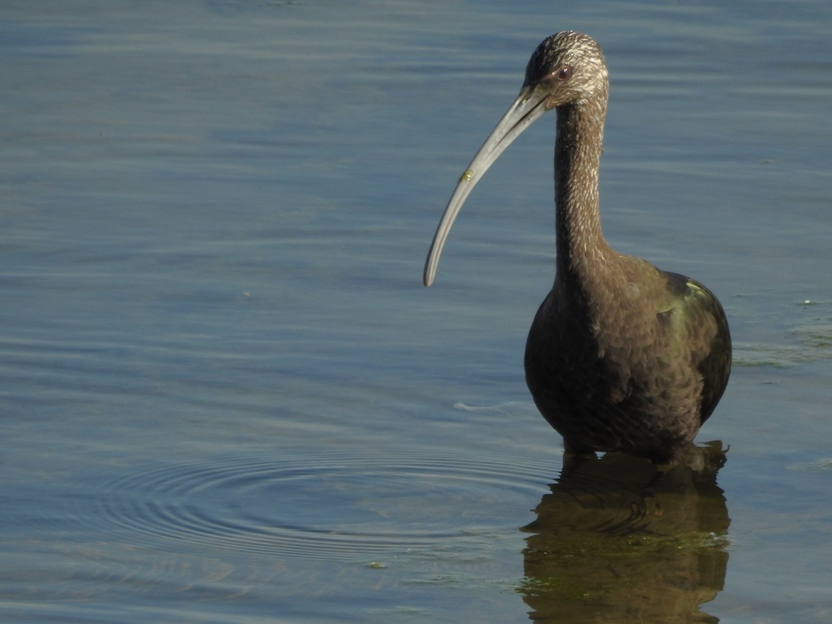 White-faced Ibis - ML614396183