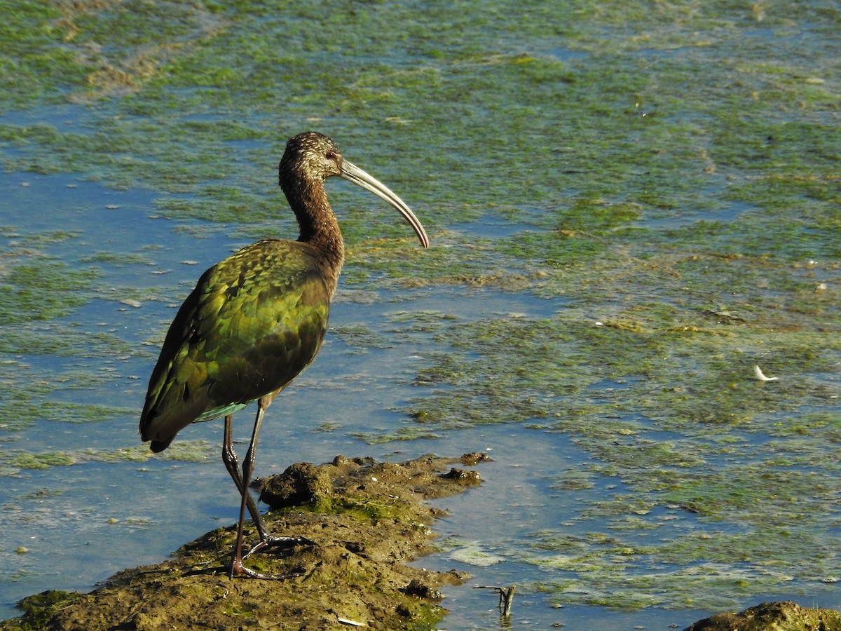 White-faced Ibis - ML614396184