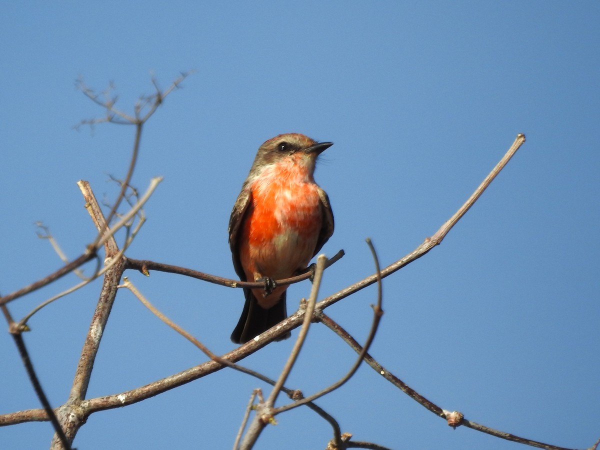 Vermilion Flycatcher - ML614396202