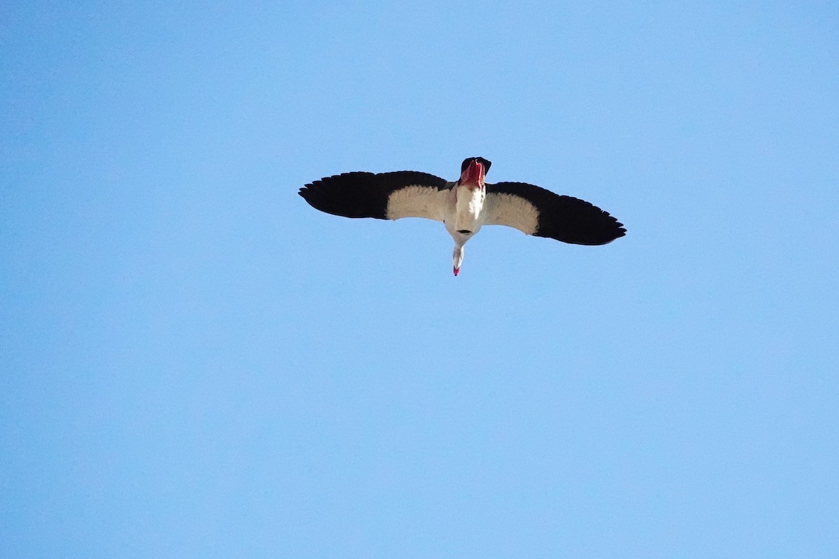 Egyptian Goose - ML614396221