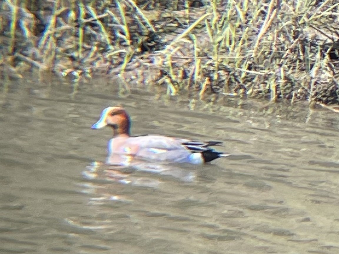 Зээрд нугас - ML614396243