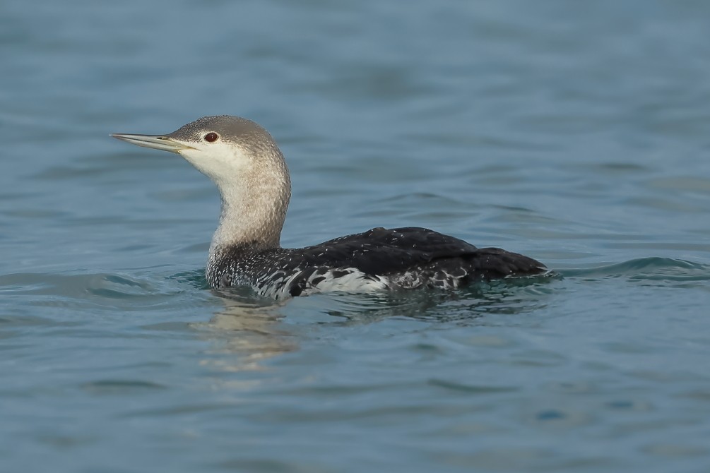 Red-throated Loon - ML614396249