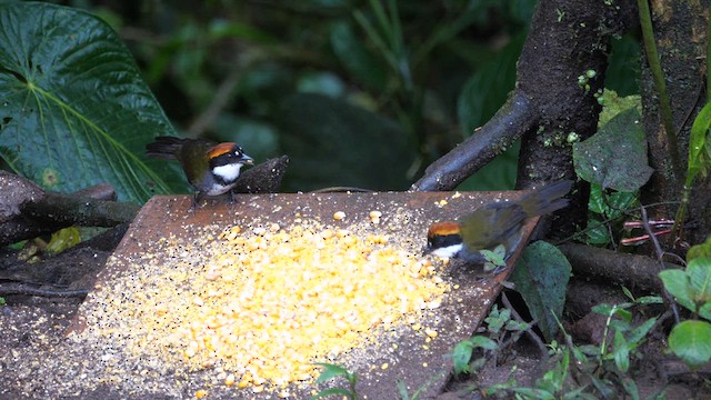 クリボウシヤブシトド - ML614396254