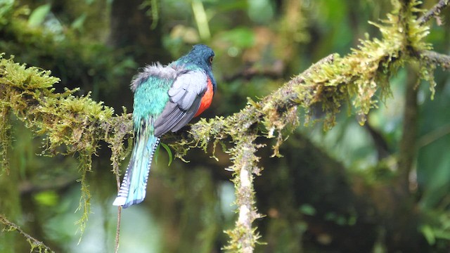 Collared Trogon - ML614396268