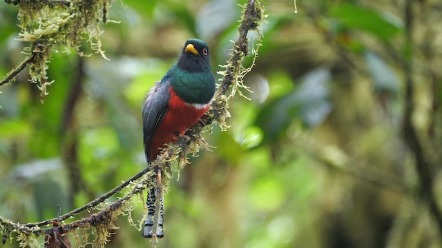 trogon límcový - ML614396271