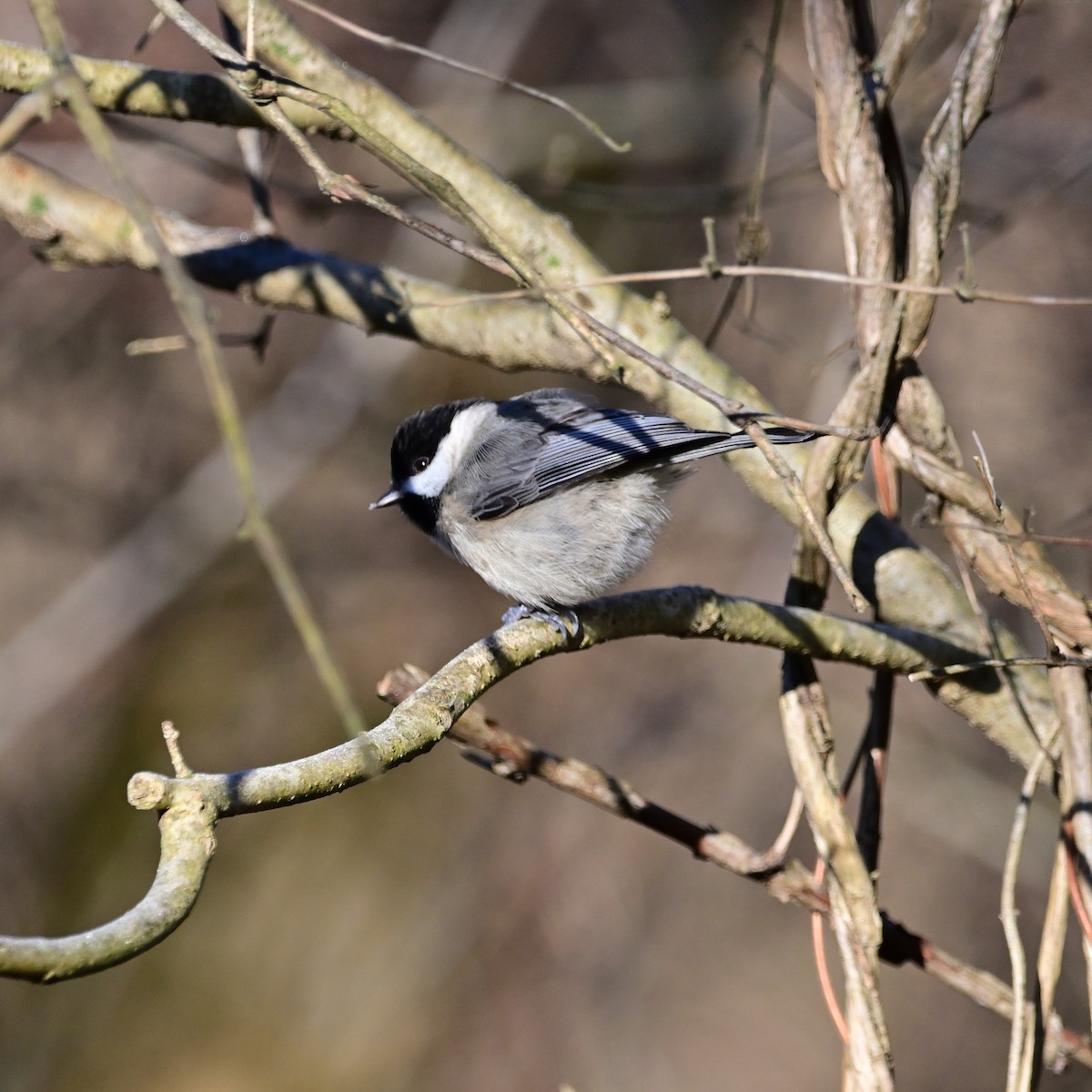 Carolina Chickadee - ML614396298