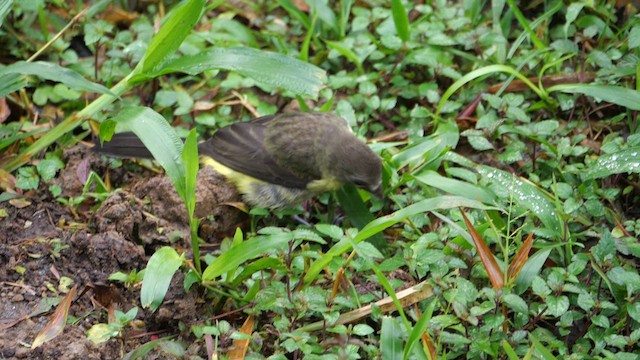 Flame-rumped Tanager - ML614396320