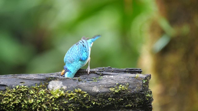 Golden-naped Tanager - ML614396357