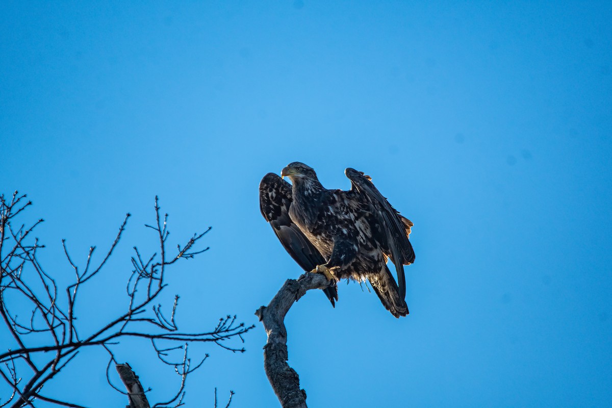 Bald Eagle - ML614396450