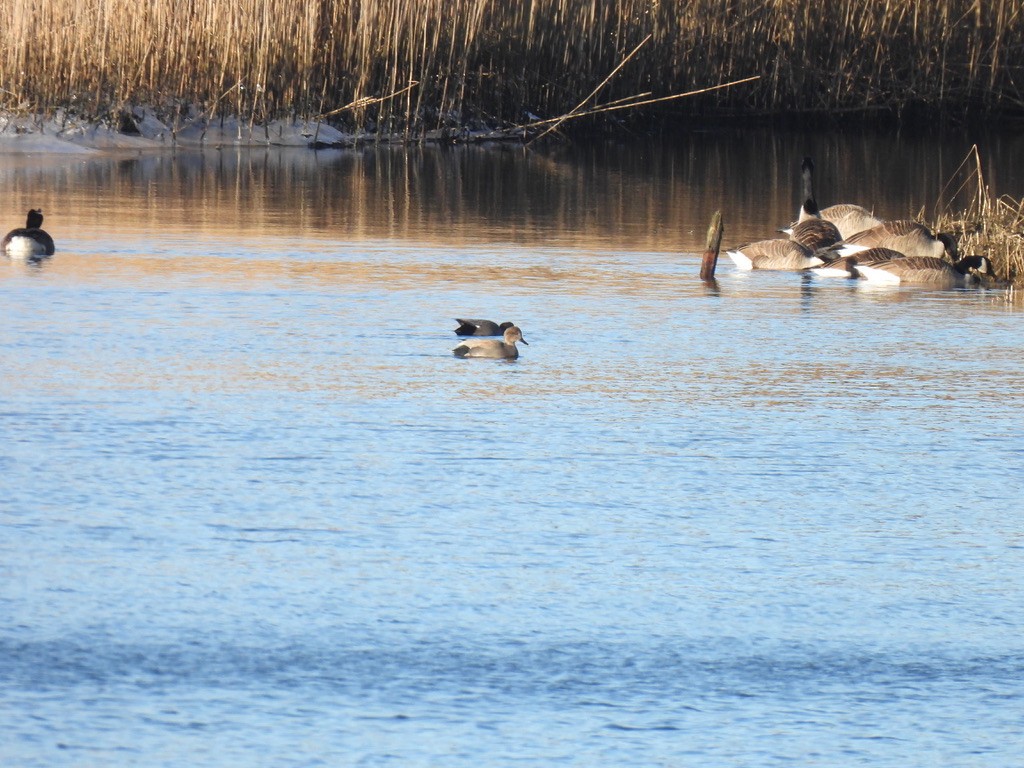 Gadwall - ML614396519