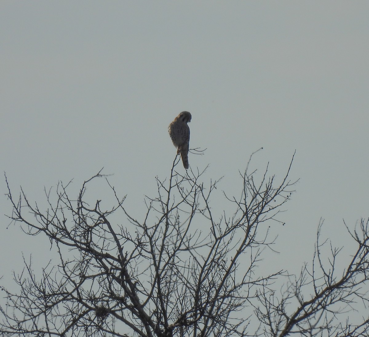 American Kestrel - Patty Leslie Pasztor