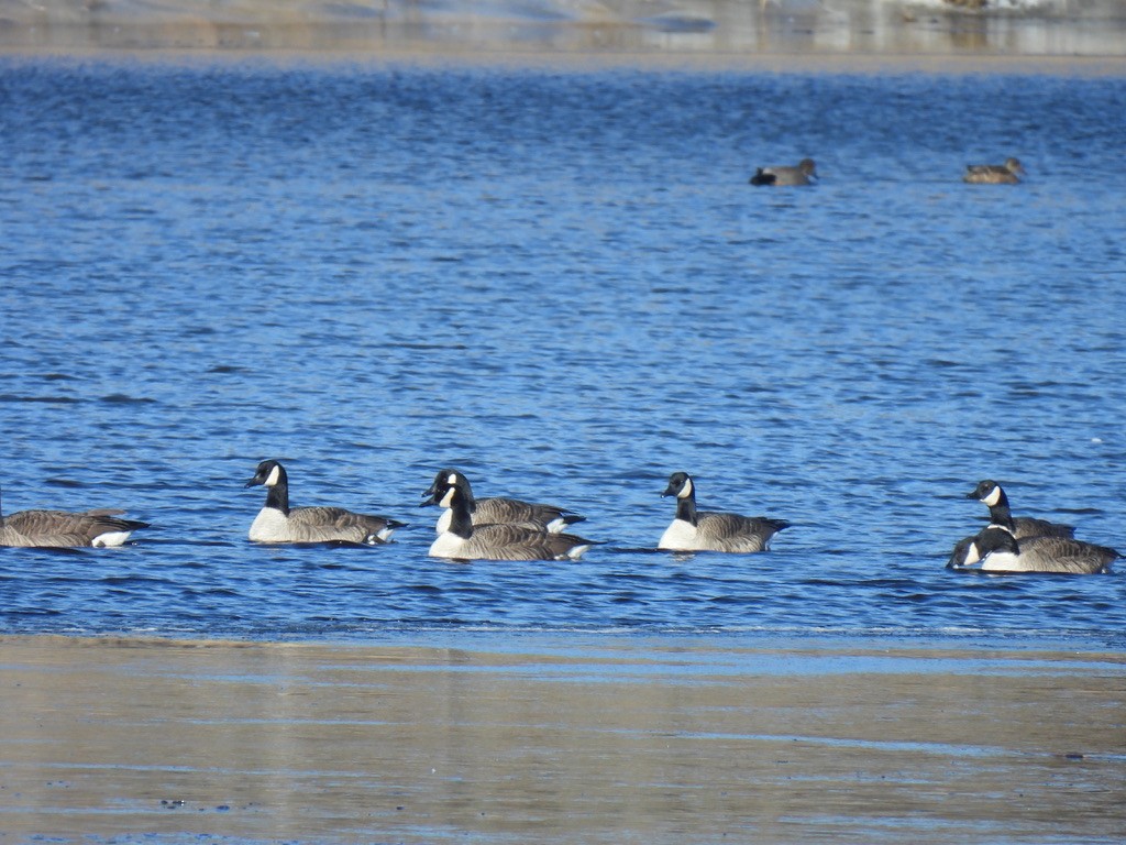 Canada Goose - ML614396529